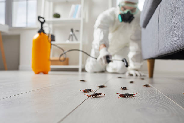 Post-Treatment Bed Bug Interceptor Monitoring in Duluth